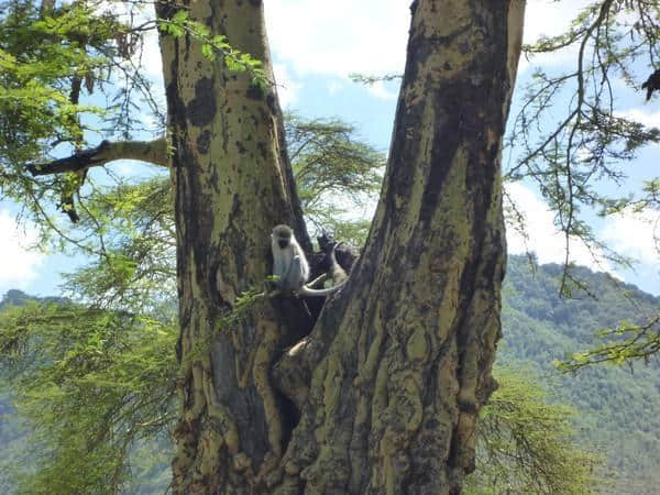 ［旅行分享20］2011非洲坦桑尼亚自由行：风景和动物篇