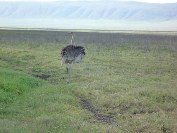 ［旅行分享20］2011非洲坦桑尼亚自由行：风景和动物篇