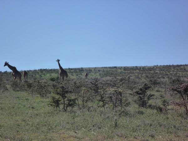 ［旅行分享20］2011非洲坦桑尼亚自由行：风景和动物篇