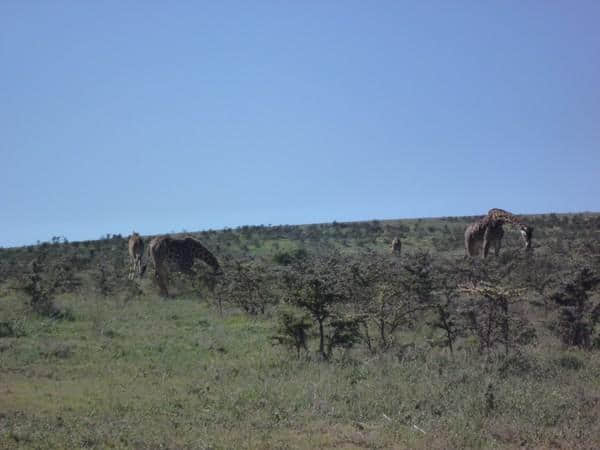 ［旅行分享20］2011非洲坦桑尼亚自由行：风景和动物篇