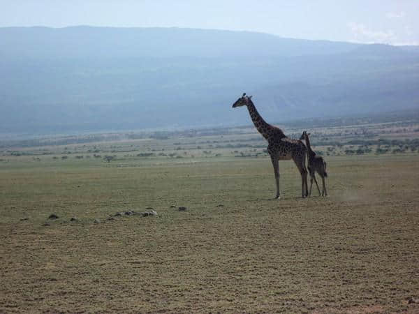 ［旅行分享20］2011非洲坦桑尼亚自由行：风景和动物篇