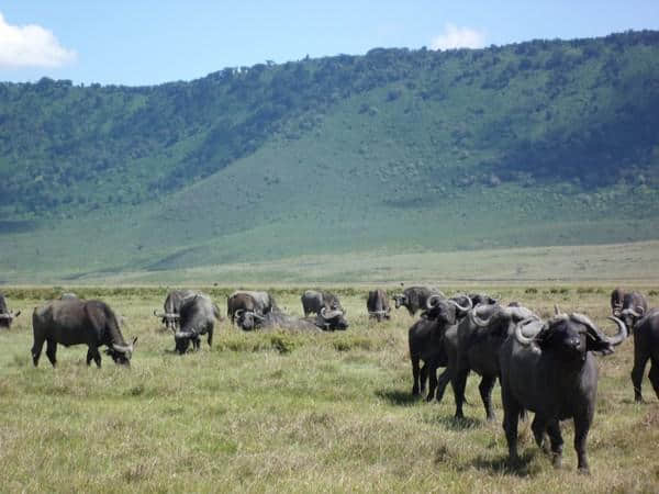 ［旅行分享20］2011非洲坦桑尼亚自由行：风景和动物篇