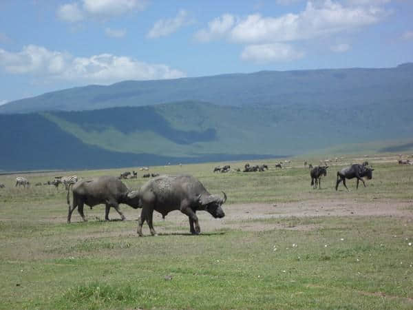 ［旅行分享20］2011非洲坦桑尼亚自由行：风景和动物篇