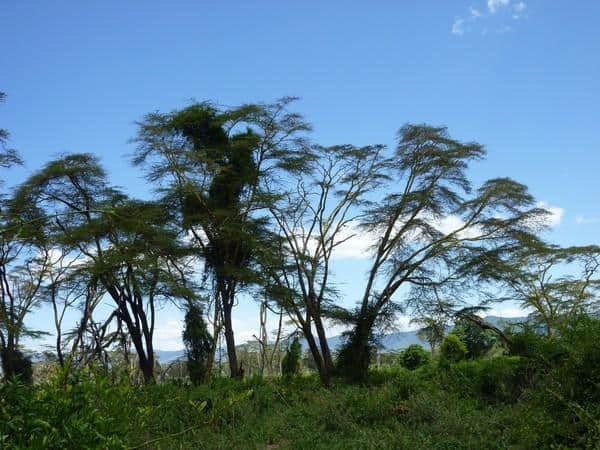 ［旅行分享20］2011非洲坦桑尼亚自由行：风景和动物篇