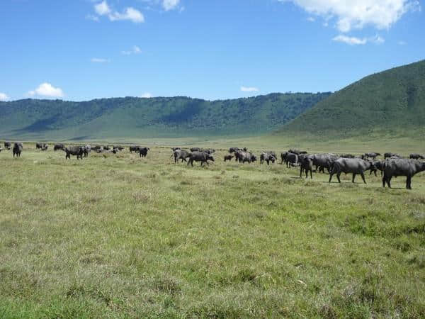 ［旅行分享20］2011非洲坦桑尼亚自由行：风景和动物篇