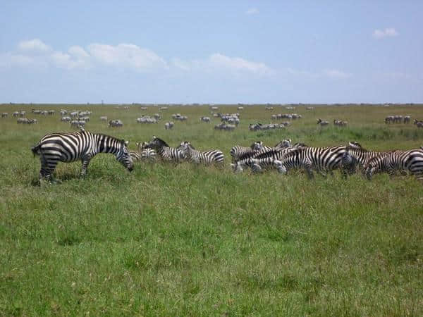 ［旅行分享20］2011非洲坦桑尼亚自由行：风景和动物篇