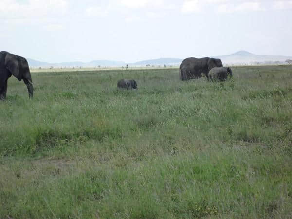 ［旅行分享20］2011非洲坦桑尼亚自由行：风景和动物篇