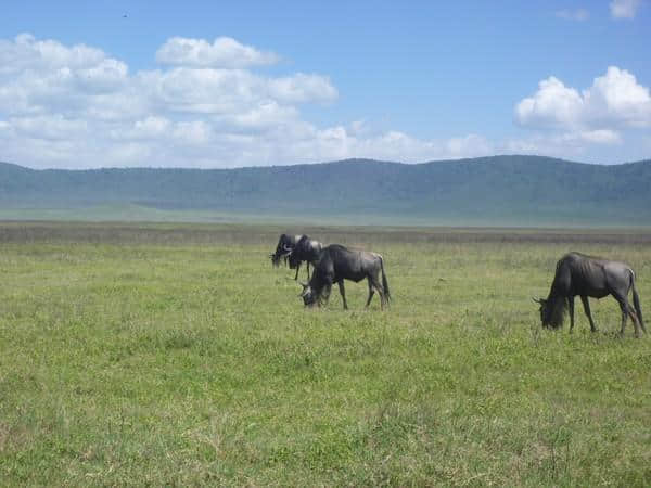 ［旅行分享20］2011非洲坦桑尼亚自由行：风景和动物篇