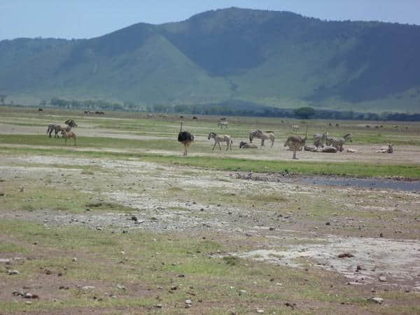 ［旅行分享20］2011非洲坦桑尼亚自由行：风景和动物篇