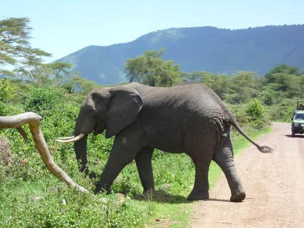 ［旅行分享20］2011非洲坦桑尼亚自由行：风景和动物篇