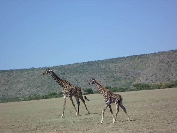 ［旅行分享20］2011非洲坦桑尼亚自由行：风景和动物篇