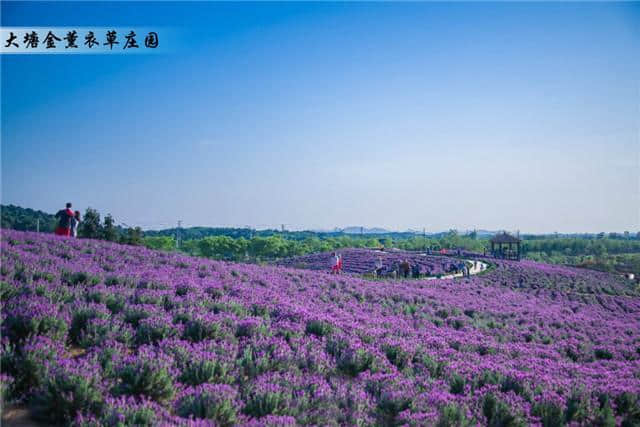 来来来，看看江苏哪些乡村旅游区值得一游