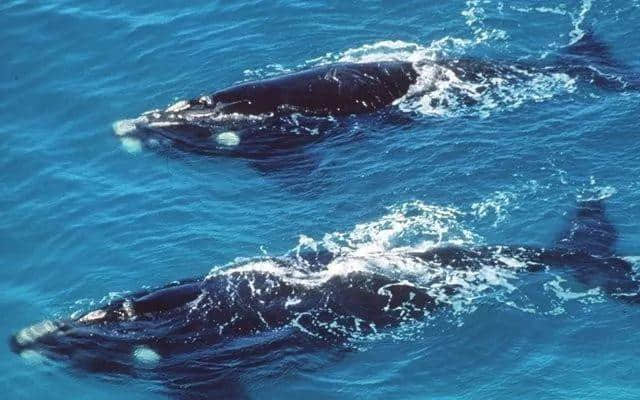 出发吧，南非观鲸之旅！ Embark on a Whale Watching Journey in South Africa!