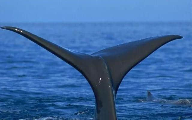 出发吧，南非观鲸之旅！ Embark on a Whale Watching Journey in South Africa!