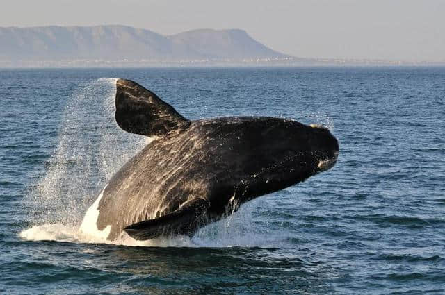 出发吧，南非观鲸之旅！ Embark on a Whale Watching Journey in South Africa!