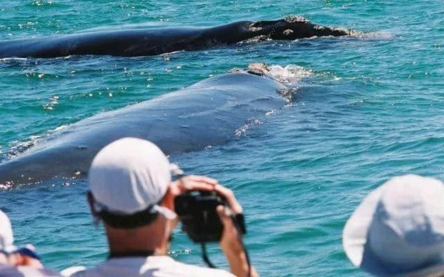 出发吧，南非观鲸之旅！ Embark on a Whale Watching Journey in South Africa!