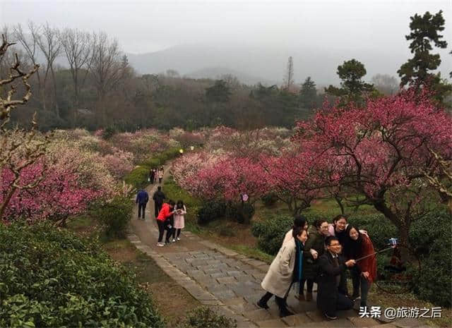 中国四大梅园之首，漂亮的南京梅花山，南京人游玩必去的景点