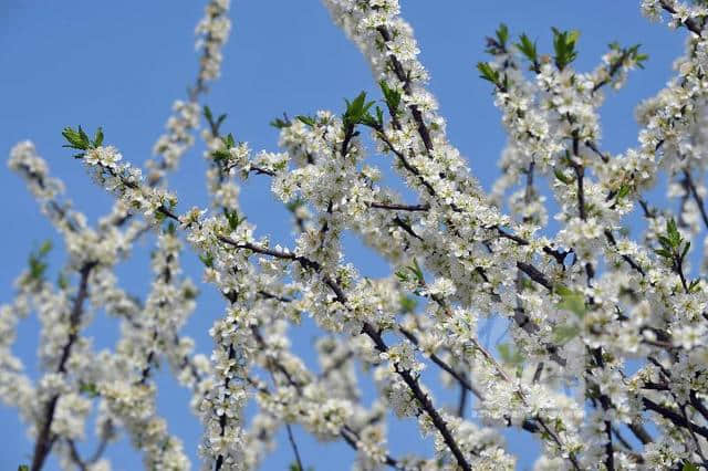 2017嘉兴及周边春季踏青赏花