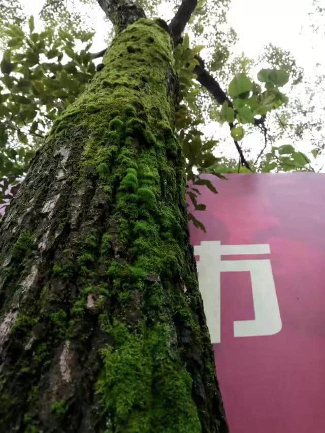 江西这个地方旅游门票居然都免费了！