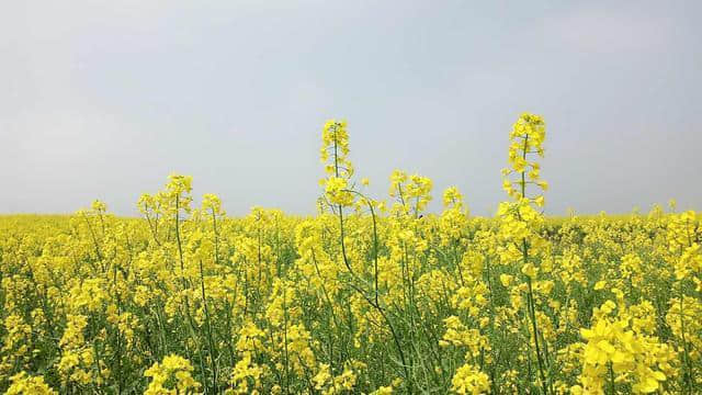 江西这个地方旅游门票居然都免费了！