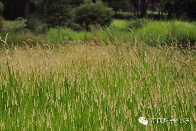 周末游|仅需15元，最适合南昌文艺青年的一日游线路！