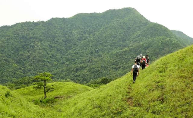 防城港十万大山里的“空中草原”，美爆了！