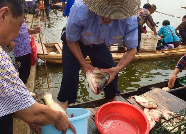 9月24日，湖北鄂州梁子湖，一个即将逝去的旅游捕鱼节！