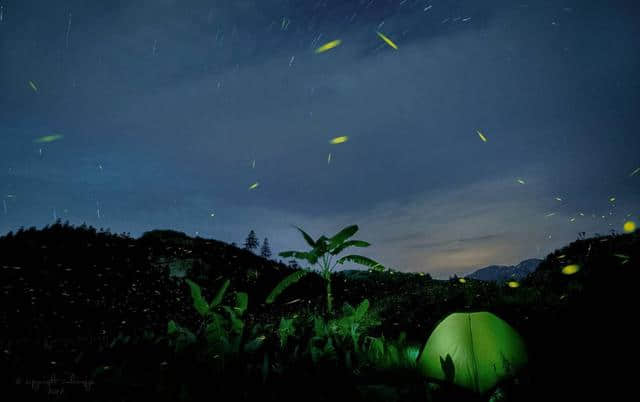 美如仙境！夏夜的土楼不止有星空，还有萤火虫！