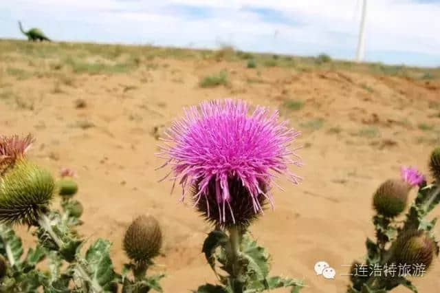 二连浩特的春夏秋冬