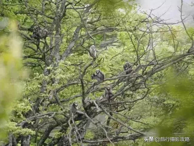 梵净山公益行 | 保护淡水物种 传承湿地文明