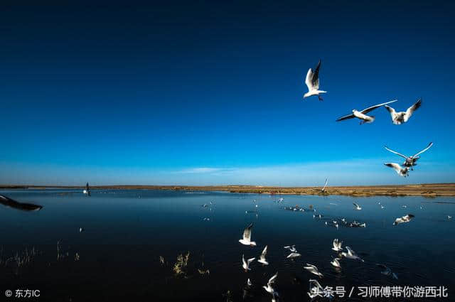 纯干货 金秋额济纳胡杨林深度旅行全攻略