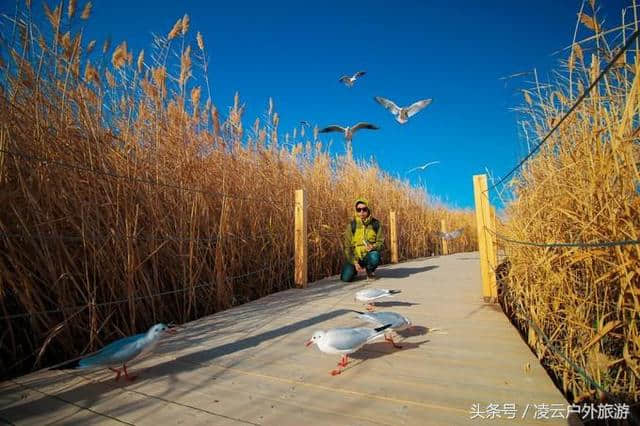 秋天，我在额济纳旗找到你