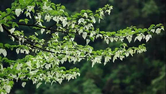 南充近郊周末赏花踏青好去处，不必走那么远，出门就是旅游