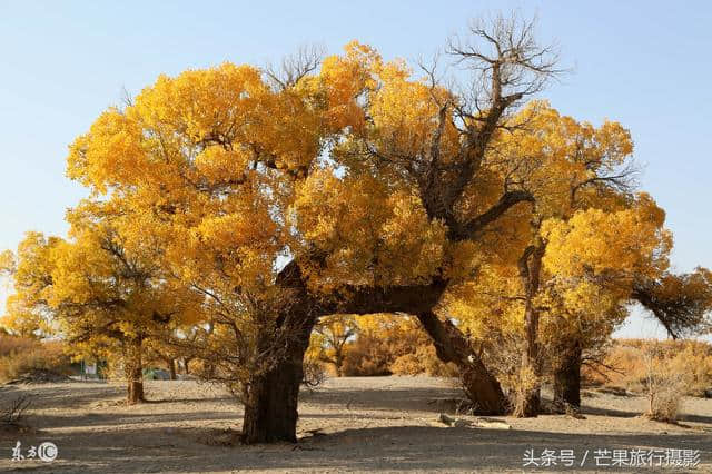 额济纳旗和敦煌，10月最美旅游景点，自由行路线攻略