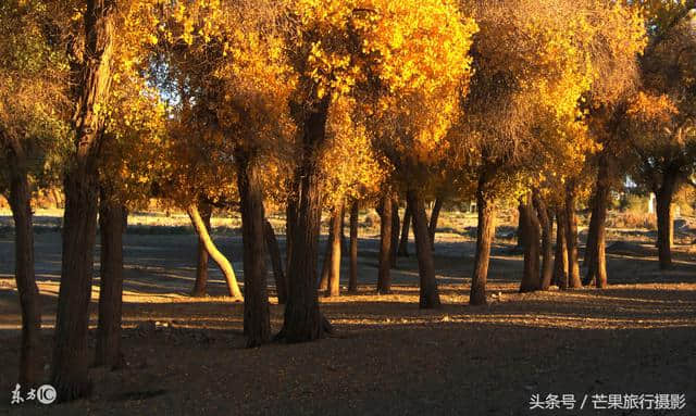 额济纳旗和敦煌，10月最美旅游景点，自由行路线攻略