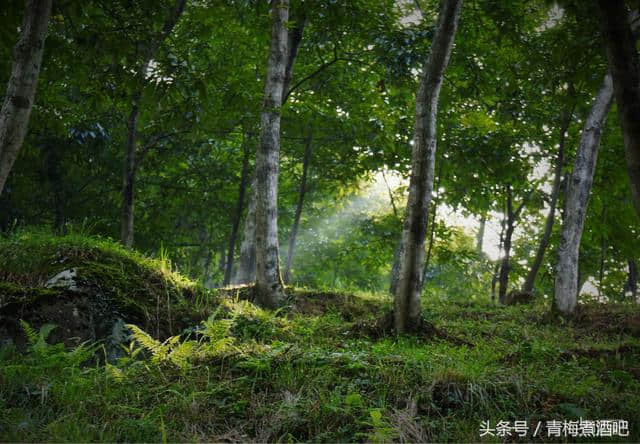 多姿多彩的浙西大峡谷，美丽桃花溪自驾游记！