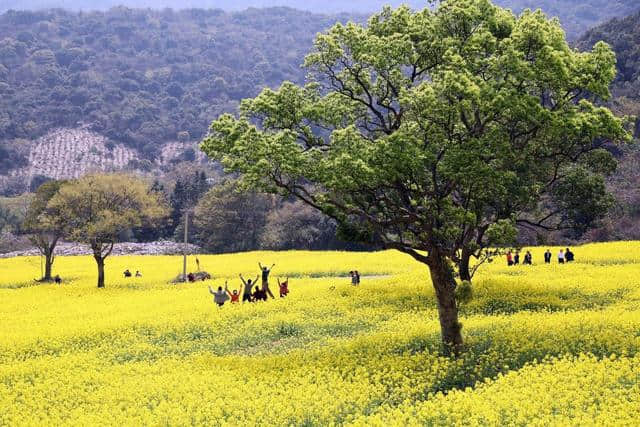 这可能是史上最全的浙江赏花地图