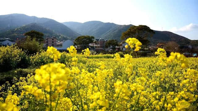 这可能是史上最全的浙江赏花地图