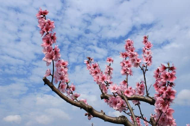 这可能是史上最全的浙江赏花地图