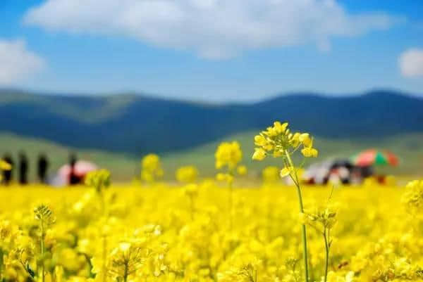 这可能是史上最全的浙江赏花地图