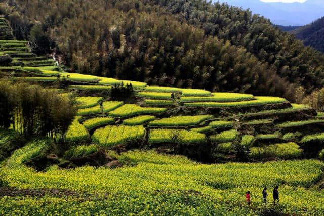 这可能是史上最全的浙江赏花地图