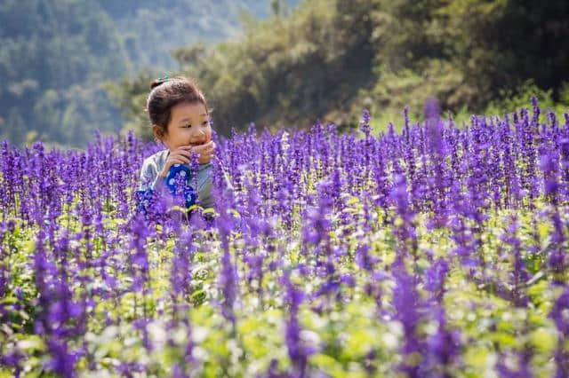 这可能是史上最全的浙江赏花地图