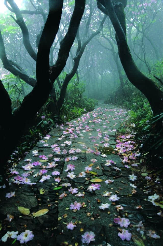 这可能是史上最全的浙江赏花地图