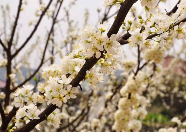 这可能是史上最全的浙江赏花地图