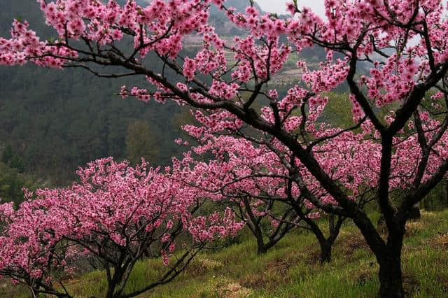 这可能是史上最全的浙江赏花地图