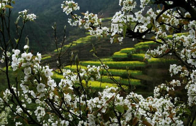 这可能是史上最全的浙江赏花地图