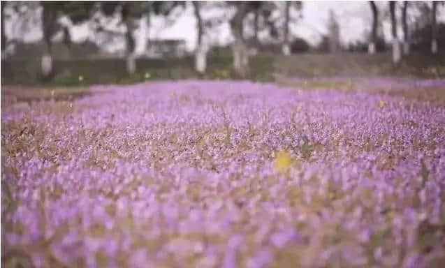 这可能是史上最全的浙江赏花地图