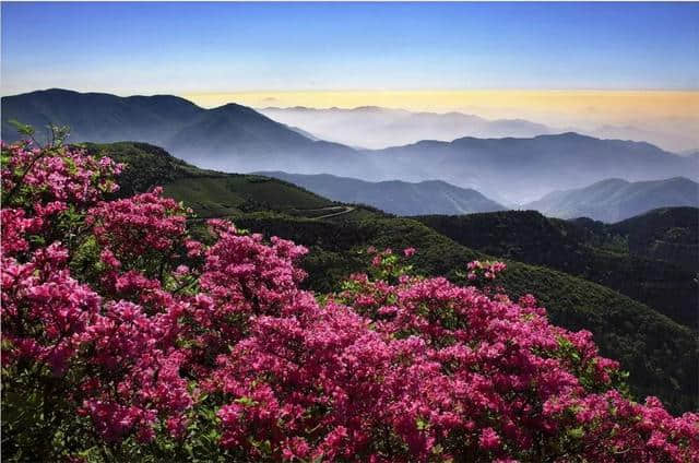 这可能是史上最全的浙江赏花地图