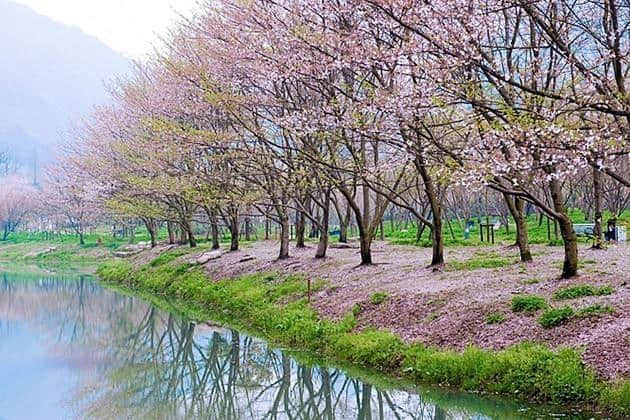 这可能是史上最全的浙江赏花地图