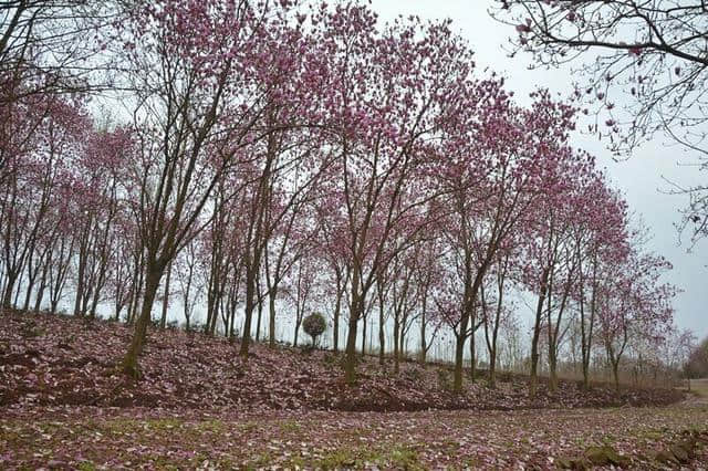 这可能是史上最全的浙江赏花地图